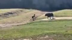 A cyclist taking part in the Rock Cobbler trial in California decided to take a short cut but didn&#039;t reckon with a territorial bull he tried to cycle past.