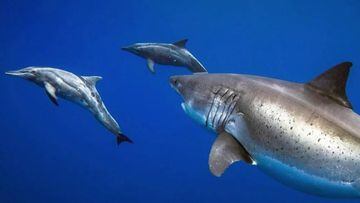 El gran tiburón blanco no caza delfines. Los delfines pueden nadar junto a él durante horas, incluso restregarse contra su vientre. Y vivir tranquilamente en harmonía… 