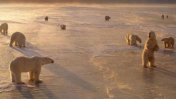 Más de 10 osos 'asedian' un centro científico en el Ártico