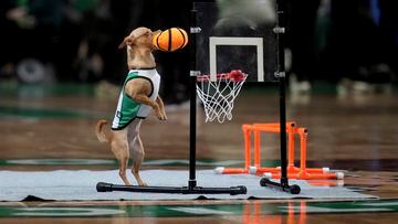 Un chihuahua ataviado para la ocasión trata de meter canasta durante un tiempo muerto en el partido de playoffs de la final de la Conferencia Este de la NBA que enfrentó a los Celtics de Boston y a los Heat de Miami. El perrito, sin complejo por su tamaño, tiene serias aspiraciones de convertirse en jugador profesional en EE UU.