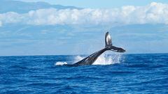 Desastre natural en Australia: mueren 200 ballenas