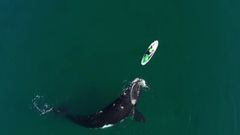 Una ballena se acerca a un paddle surfista y lo que ocurre se hace viral en las redes