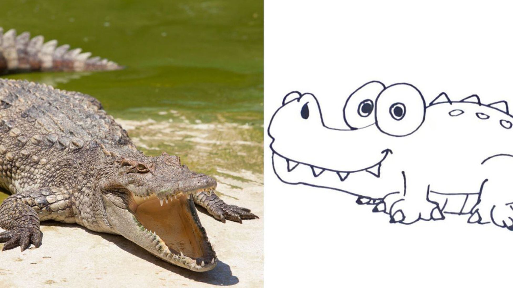 Cómo dibujar un cocodrilo?: las tres sencillas formas - AS México