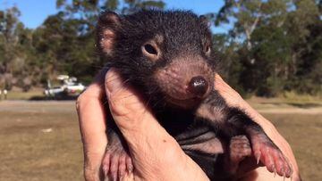 El demonio de Tasmania, un animal en peligro de extinción que se ha hecho viral