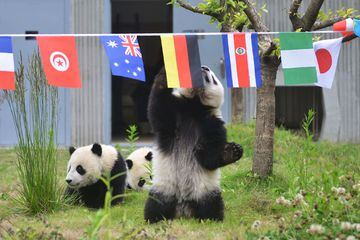 Los pandas se divierten jugando al fútbol en la reserva de Shenshuping.