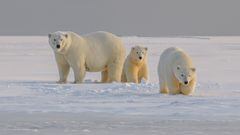 La remota ciudad rusa en la que los osos polares han sustituido a los humanos