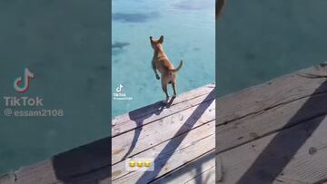 Vídeo: Perro sorprende, se avienta al agua y ataca a un tiburón