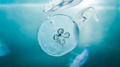 ¿Qué aconsejan los expertos para curar una picadura de medusa?