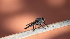 Mosquitos en España: qué tipos hay, cómo son sus picaduras y cuáles son los más peligrosos