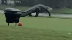 ¡Increíble! Este caimán se pasea por un campo de gol en Florida