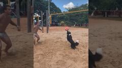 El vídeo de este perro jugando voleibol de playa que ya es viral en redes
