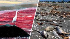 Marea Roja en Yucatán: Qué es y cuáles son los riesgos de consumir mariscos recalados