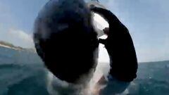 Una ballena golpea a un hombre practicando wingfoil en una playa del norte de S&iacute;dney, el 25 de octubre del 2023. 