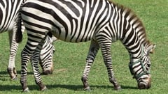 While the question of why zebras have black and white stripes is still up for debate, there are studies claiming that they are a form of insect repellent.