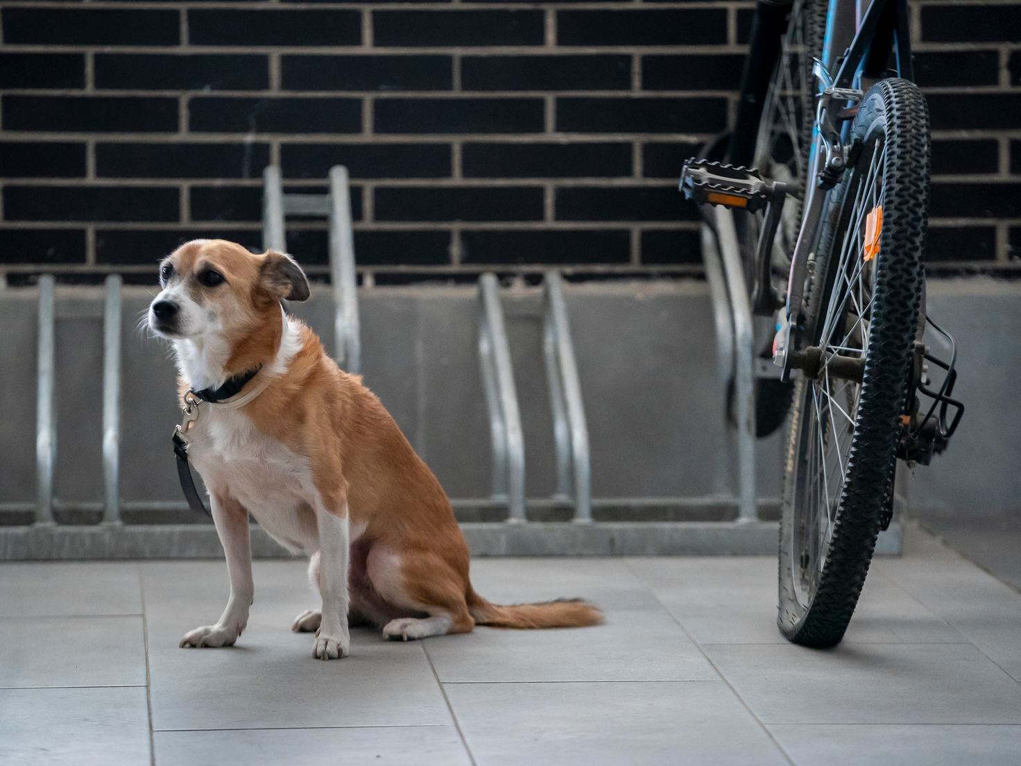 Cuánto tiempo puedo dejar a mi perro solo en casa? Esto dice la nueva Ley  animal