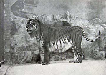 Se cree que la extinción de esta subespecie de tigre fue a principios del siglo XX, cuando fue cazado masivamente en la URSS, debido a la plitica de asentamiento en lugares que habitaban estos tigres. Sobrevivieron escasos ejemplares y no quedan rastros de este animal tras 1970.