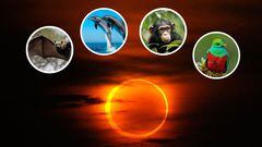 Eclipse Solar 2023: ¿cuál es la reacción y cómo afecta al comportamiento de aves, delfines o chimpancés?