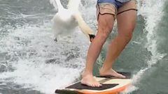 Un cisne ataca a los pies de un wakesurfista en Austin (Texas, Estados Unidos) en abril del 2022. 