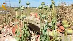 La Guardia Civil sorprende a varias personas recogiendo el opio de la amapola blanca