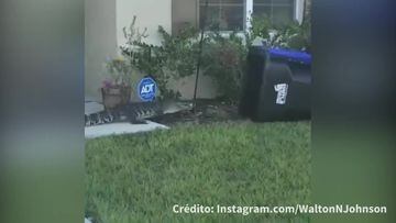 ¡Increíble! Un hombre de Florida atrapó a un cocodrilo en su patio