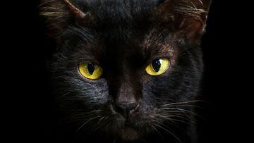 Los gatos negros suelen asociarse con la mala suerte. Adem&aacute;s, con el paso del tiempo, se han convertido en un s&iacute;mbolo de Halloween. Aqu&iacute; las razones.