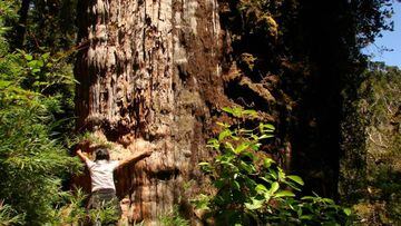 Así es el árbol más antiguo del mundo: está en Chile y en qué región crece  - AS Chile