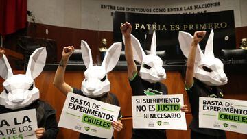 Aprueba Senado Mexicano ley que prohíbe uso de animales en pruebas de cosméticos