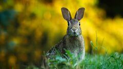Alerta por el conejo híbrido en Castilla-La Mancha