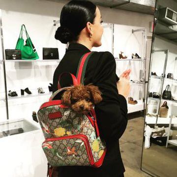 La cantante Katy Perry es muy asidua a presumir de su perro Nugget en su cuenta de Instagram con fotos tan originales como ésta.