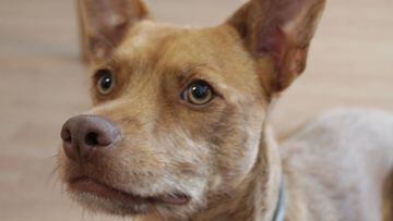 7 historias memorables para celebrar el Día de los perros sin raza