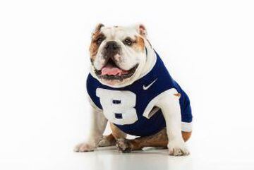 Los Butler's de la Universidad de Indianapolis también adoptaron al Bulldog como mascota de sus equipos