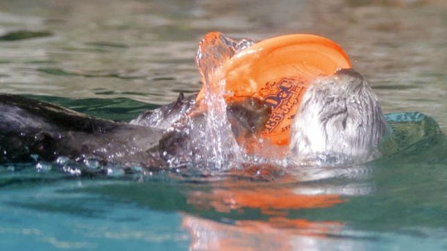 La nutria Lilo predice un empate entre Japón y España