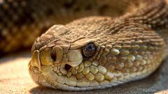 Imagen de una serpiente cascabel. Foto: Pixabay