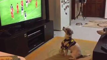 El perro fan del Fenerbahce que celebra así sus goles