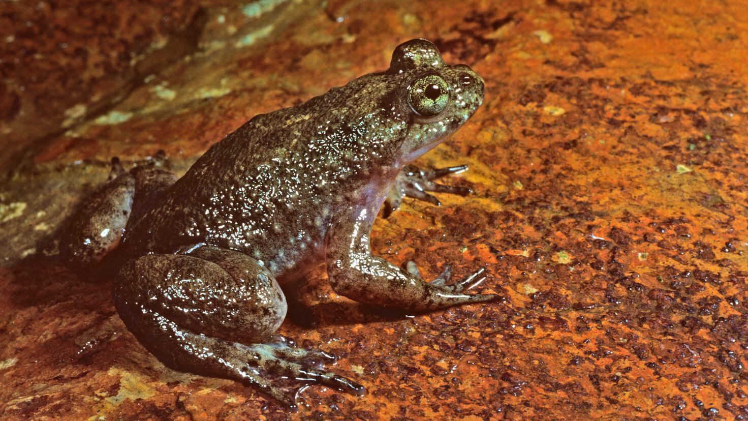 An unexpected discovery about frogs