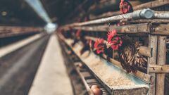 Una “preocupante” variante de la gripe aviar alerta a la OMS