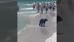 Vídeo: Oso negro se metió a nadar en el mar de Destin, Florida