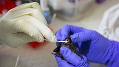 RATCHABURI, THAILAND - SEPTEMBER 12:  A team of scientists and science students from Chulalongkorn University collect a saliva swab from a wrinkle-lipped free-tailed bat at an on site lab near the Khao Chong Pran Cave on September 12, 2020 in Ratchaburi, 