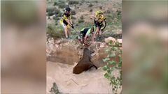 Honor y gloria para estos ciclistas: se hace viral cómo salvan la vida a un ciervo