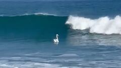 Graban a un cisne surfeando en una playa gallega