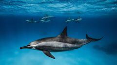 Delfines giradores o acr&oacute;batas de hocico largo, de caza.