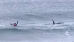 Ataque orcas evento surf Noruega Lofoten Masters