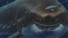 Did the Megalodon ever exist? The last one in the world and its real size compared to the movie