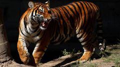 A Bengal tiger (Panthera tigris tigris) is seen at the Guadalajara Zoo in Guadalajara, Mexico, February 3, 2023. (Photo by Ulises Ruiz / AFP) (Photo by ULISES RUIZ/AFP via Getty Images)