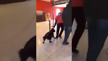 Trabajador de Cinemex es señalado por sacar a perrito con jaloneos