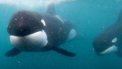video orcas nadador nueva zelanda