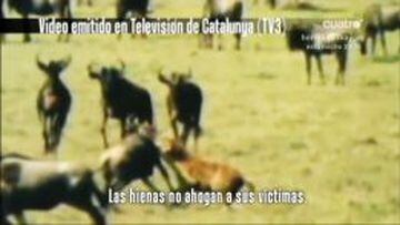 El Madrid pide seis millones a TV3 por el vídeo de la hienas