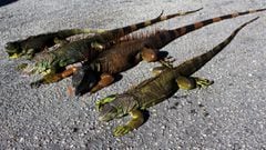 A new report shows that colder than average temperatures are threatening the iguana population in Florida Why are the iguanas falling out of trees?