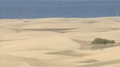 Las dunas de Canarias vuelven a lucir como hace 50 años