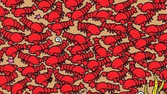 Visual challenge: find the four crabs among the lobsters